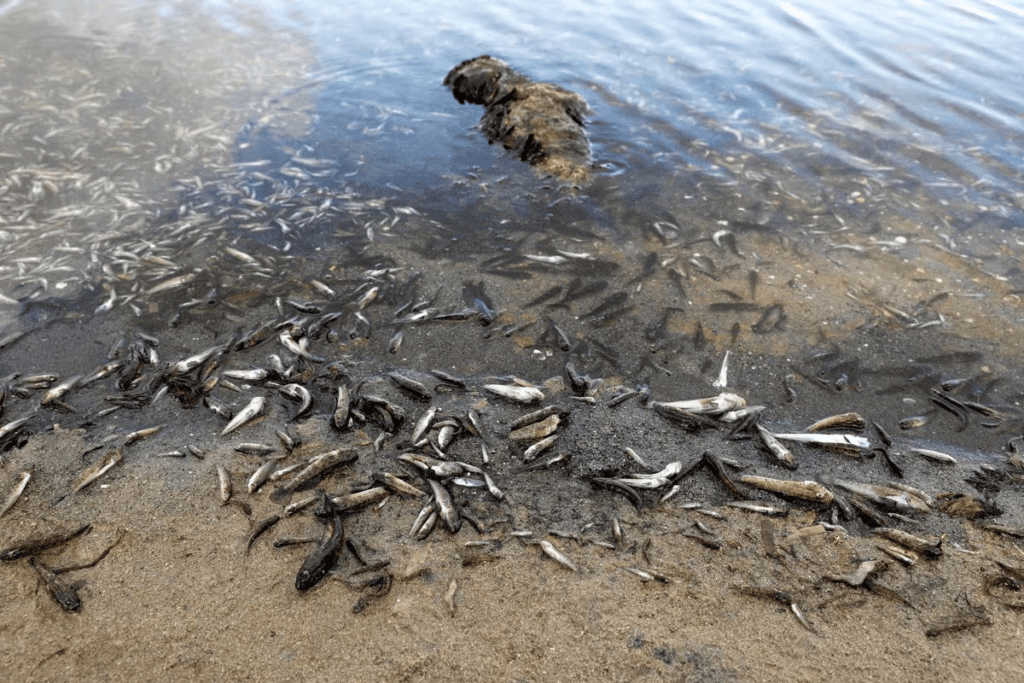 Peces muretos en la playa de La Manga del Mar Menor
